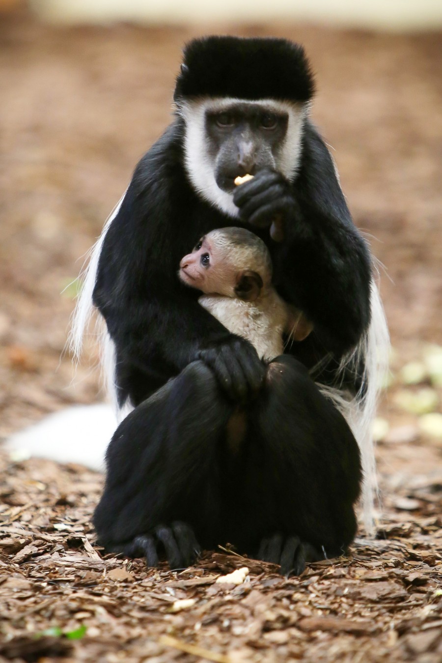 fotó: veszprémi állatkert