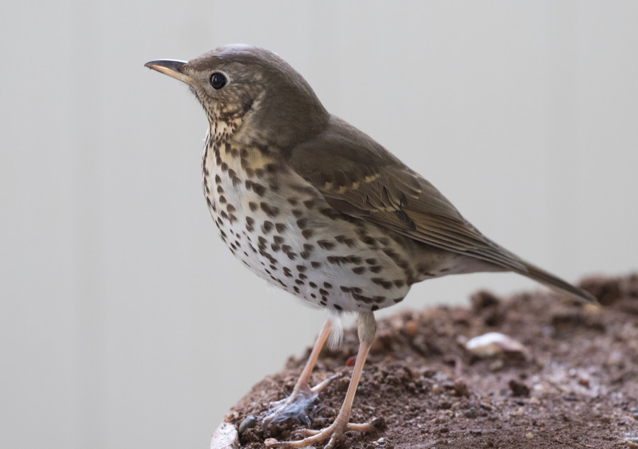 Illusztráció: Zcebeci / Wikimedia