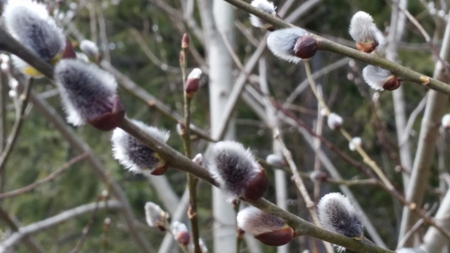 Fotó: Dénes Emőke / Wikipedia / CC BY-SA 4.0