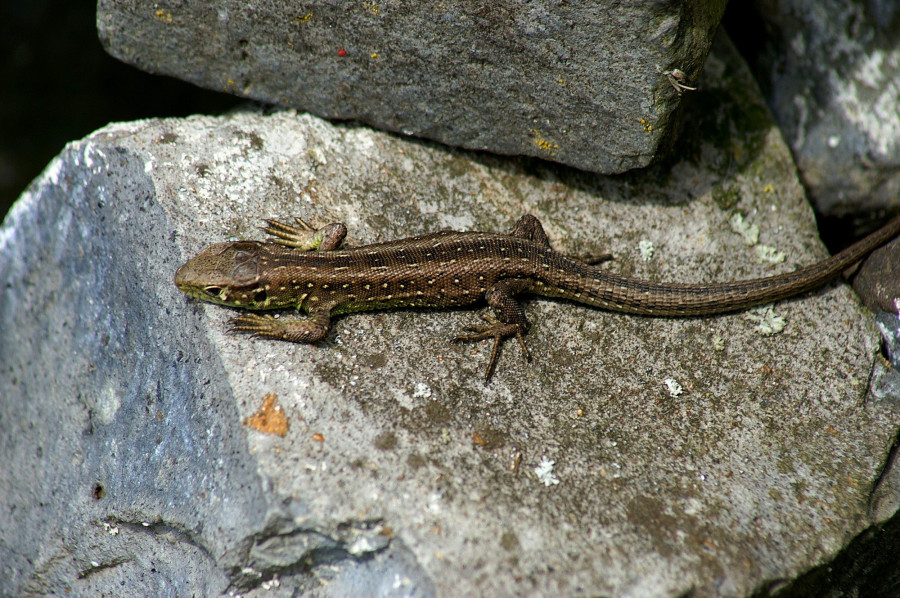 Illusztráció: Böhringer Friedrich / Wikimedia  (CC-BY-SA-2.5)