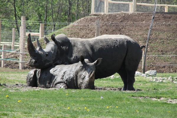 Fotó: Veszprém Zoo