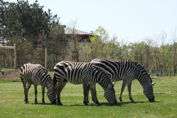 Fotó: Veszprém Zoo