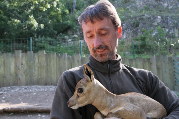 Szabó Zoltán, az Állatkert főápolója büszkén mutatja a kis gidát (fotó: Zoo)