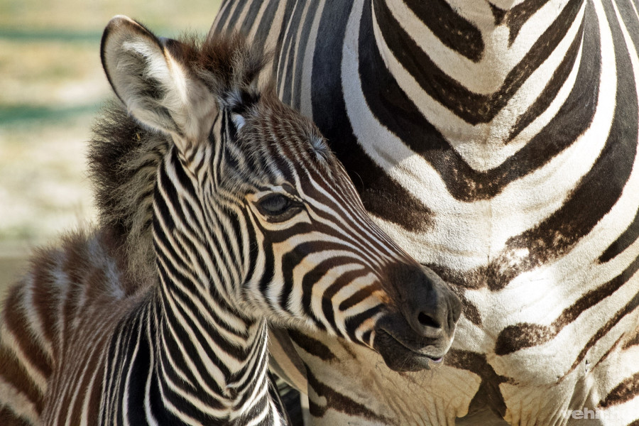 Fotó: Veszprém ZOO