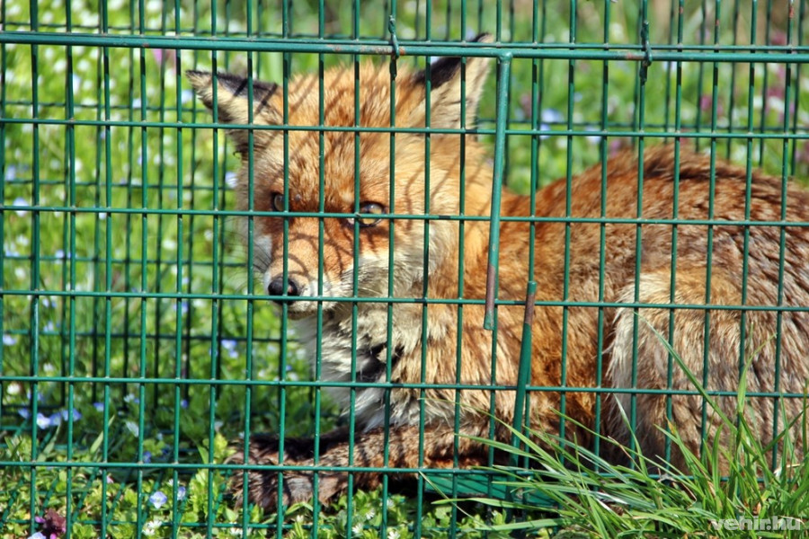 A kis róka jól van, jelenleg egészségügyi megfigyelés alatt áll.