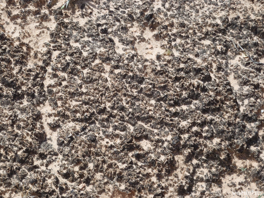 Kriptobiotikus kéreg