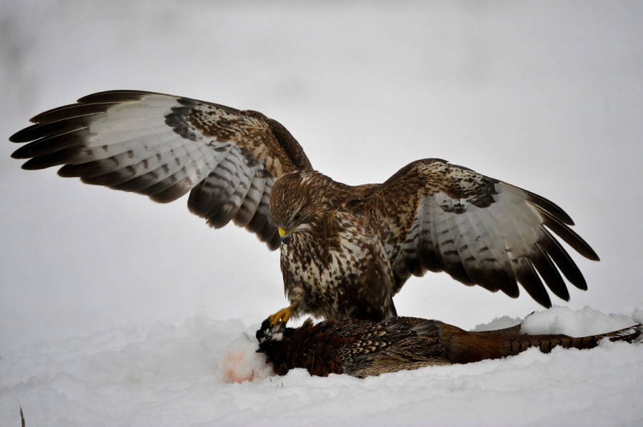 Egerészölyv és zsákmánya, egy fácán (MTI)