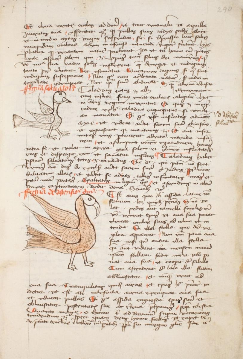Caladrius-madár és strucc (oszk.hu)