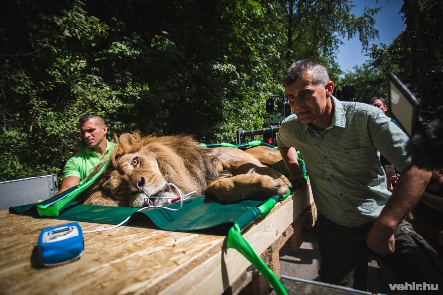 Török László  állatkertigazgató a kép jobb oldalán: ő is besegített az állatok költöztetésébe