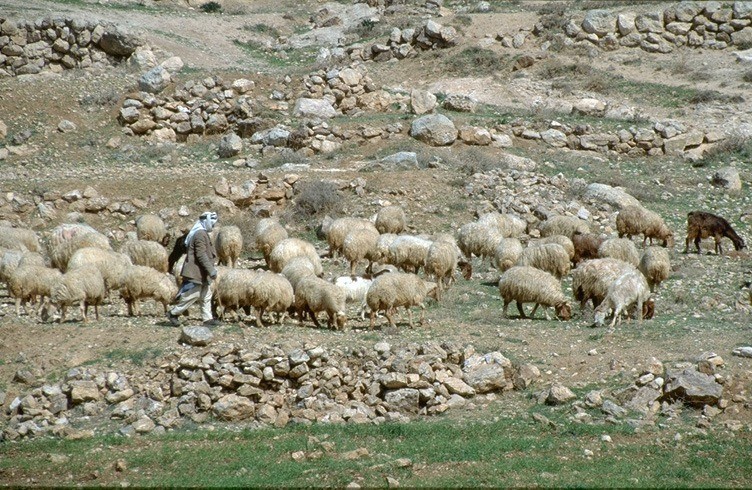 Egy júdeai pásztor (fotó: lutheran.hu)