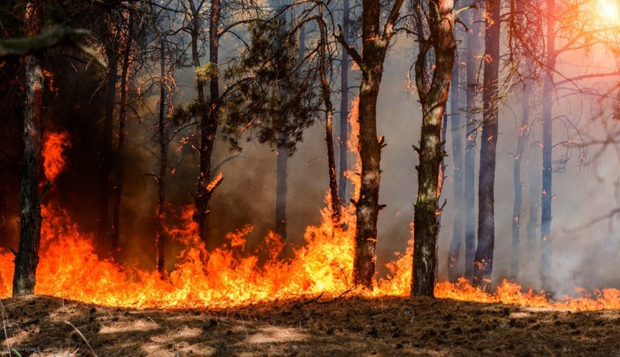 Csak tavaly összesen 144 alkalommal fékezték meg az erdőtüzeket a Veszprém megyei tűzoltók