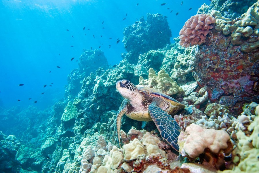 A korallzátonyok megvédése is a célok között szerepelt / Fotó: Getty Images