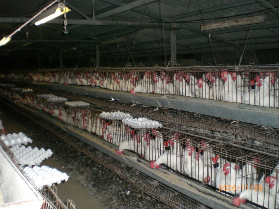 Ipari körülmények között nevelt csirkék (fotó: ITamar K. / Wikipedia)