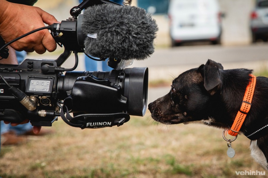 Az Ultimátum gondozásában lévő kutya ismerkedik a média világával