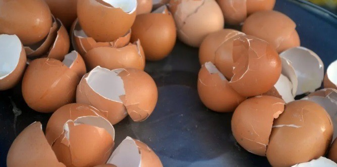 A tojás héjában a kalcium mellett kollagén és glükozamin is található.