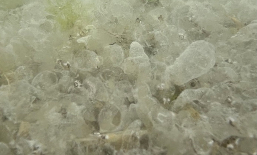 Fotó: Fáy Péter / HUN-REN BLKI