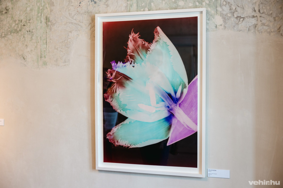 Holló Zsuzsa: Flóra I.