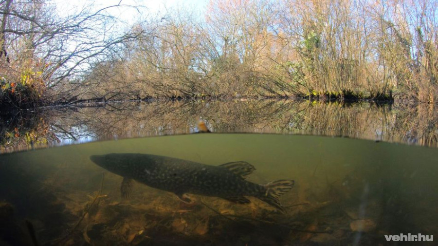 Egy őshonos hal a Balatonban: a csuka. Fotó: Szendőfi Balázs